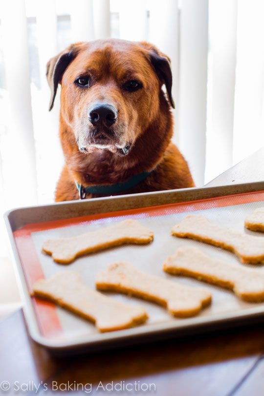 Friandises pour chiens molles faites maison avec du beurre d'arachide, de la carotte, de l'avoine et de la farine de blé entier. FUN et facile à faire!