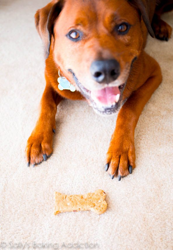 Friandises pour chiens au beurre de cacahuète fait maison - facile, 1 bol!