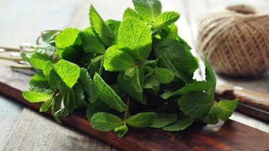 Photo of Haricots noirs et blancs aux agrumes et à la menthe