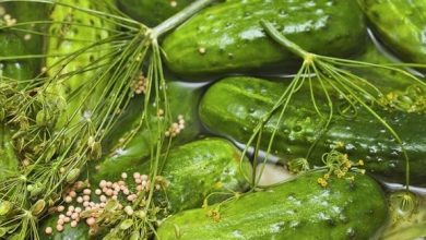 Photo of Cornichons à l’aneth rapides