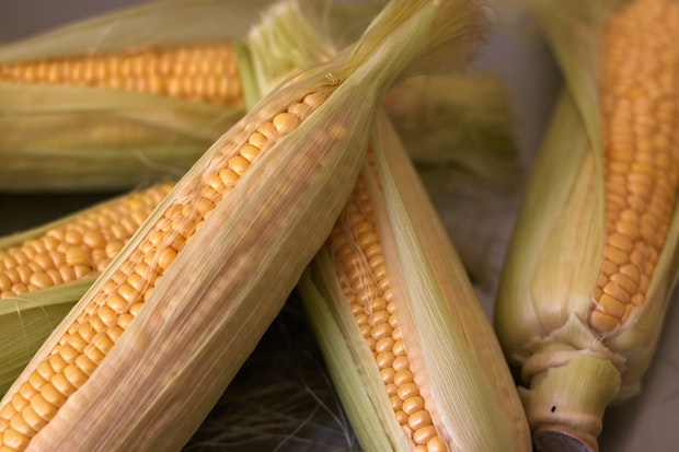 Close-up de maïs jaune en épi