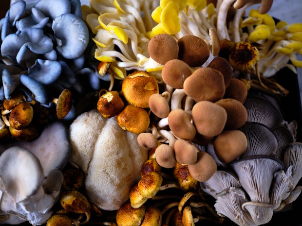 Photo en gros plan de champignons de spécialité - pleurotes, champignons nacrés, champignons châtaignes et plus 