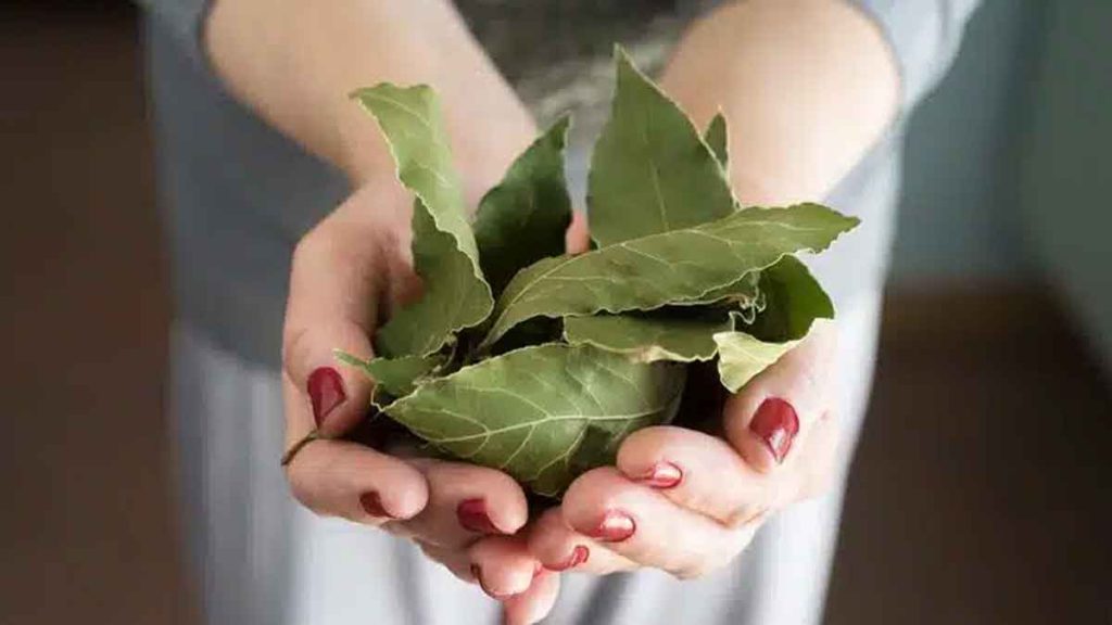 Découvrez comment cette astuce ingénieuse avec du laurier et du vinaigre peut éliminer l’un des plus grands soucis de votre maison.