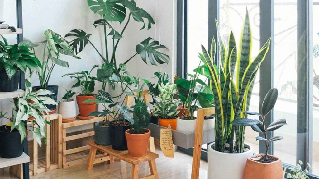 La signification d’une personne qui adore avoir des plantes chez elle, selon la psychologie