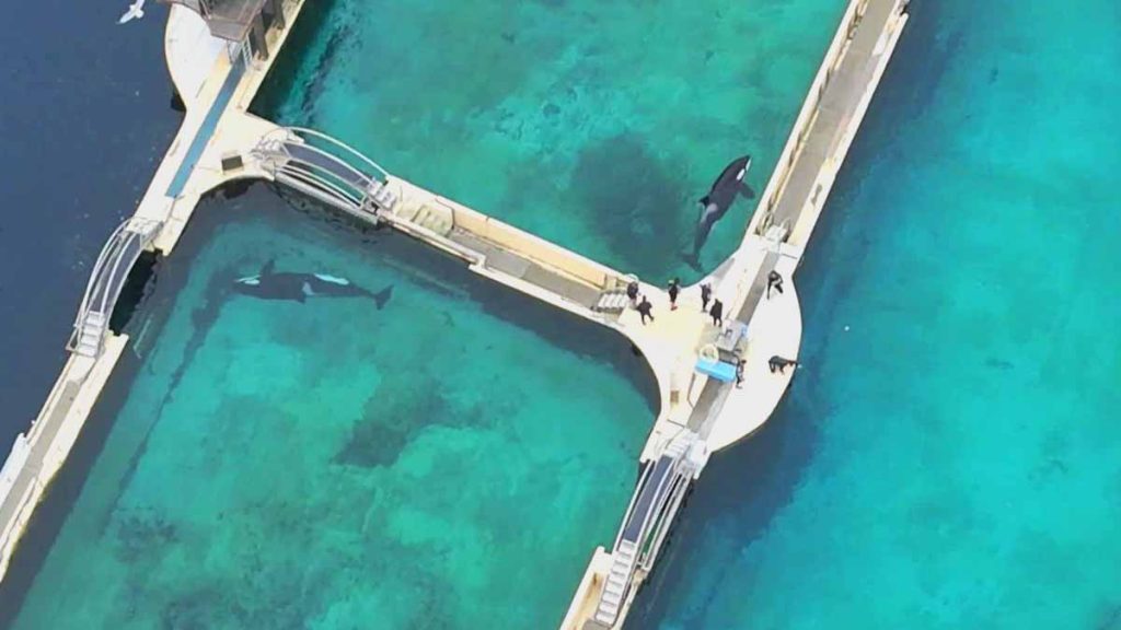 « Laissés à l’abandon dans des bassins infestés d’algues »  les images des orques du Marineland d’Antibes provoquent émoi et inquiétude