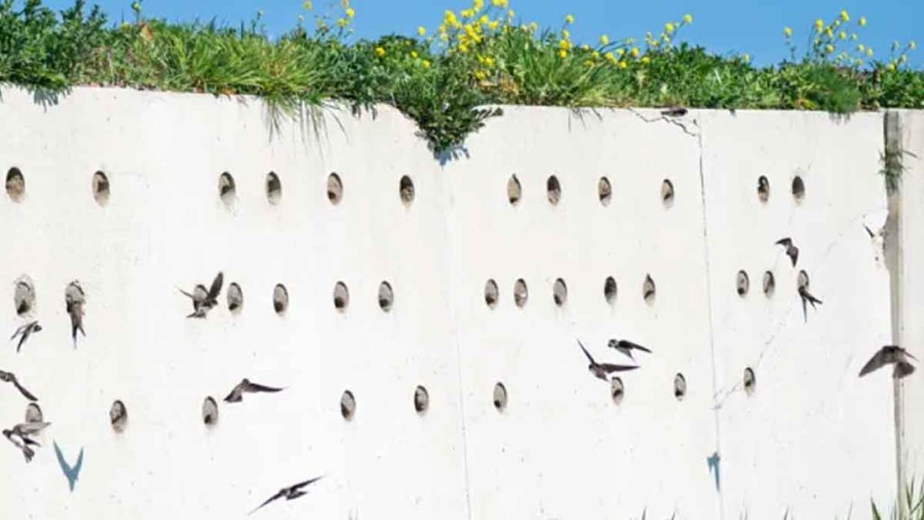 Le mur de nids artificiels à hirondelles est un triomphe, son créateur est ravi, « ça fonctionne »